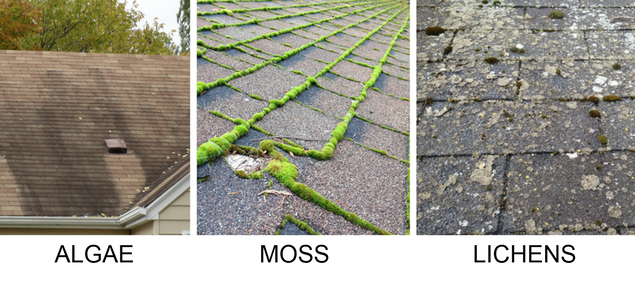 Algae on roof