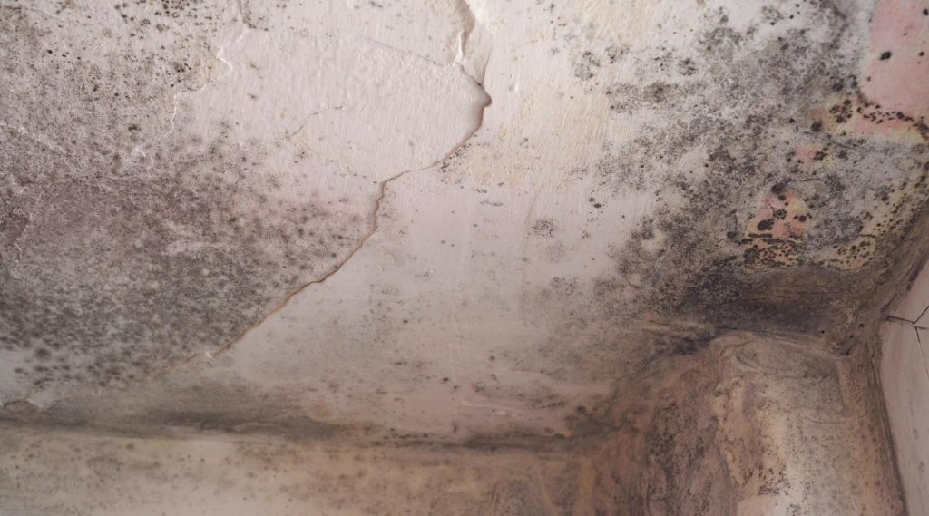 Commercial Attic Mold Remediation near me Syracuse Manlius Camillus Central NY